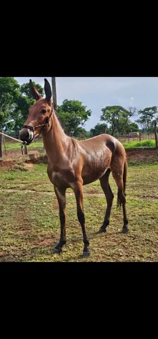 Vendo mula nova registrada. 
