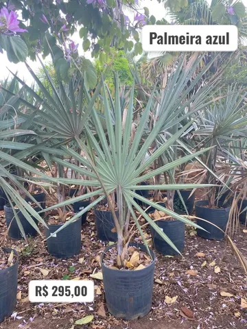 Palmeira Azul Bismarckia: Elegância em Azul!