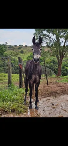 Burro pequeno porte. 