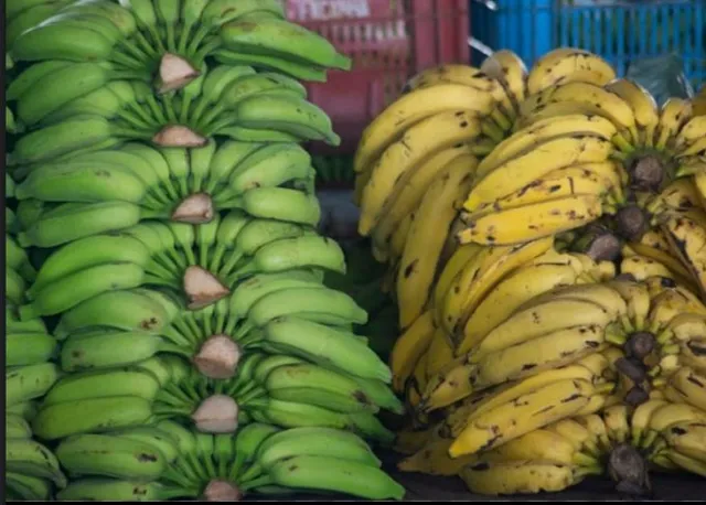 Banana prata selecionada 
