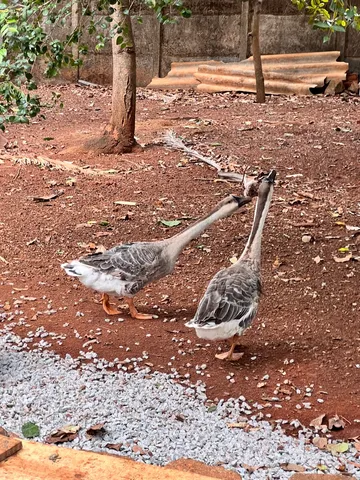 Gansos e Patos troco ou vendo 