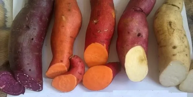 Mudas de batata doce vários tipos 
