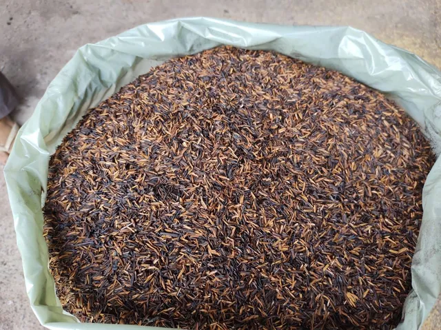 Casca de arroz carbonizada