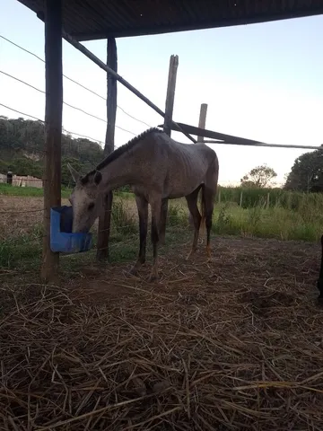 Cavalo