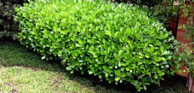 Clusia verde- Cerca Viva (1,2m)
