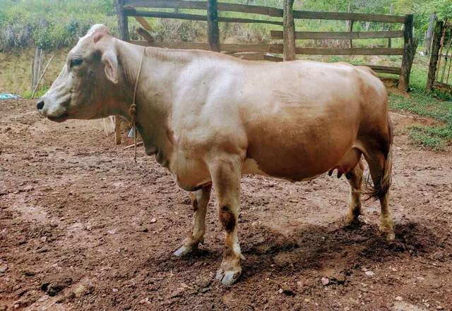 Mine Vaca 