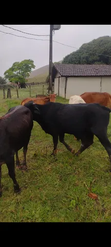 Vendo 5 bezerros 3 fêmeas e 2 machos.