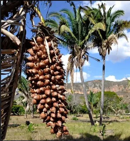 Pó do cocô babaçu 