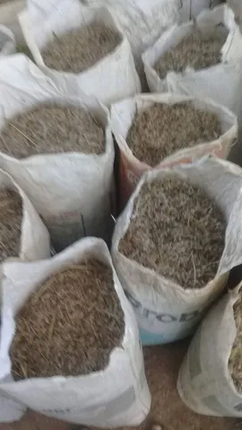 Semente de capim andropogon 