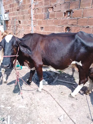 Vaca e novilha 