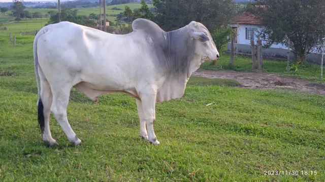 Vendo boi e vaca 