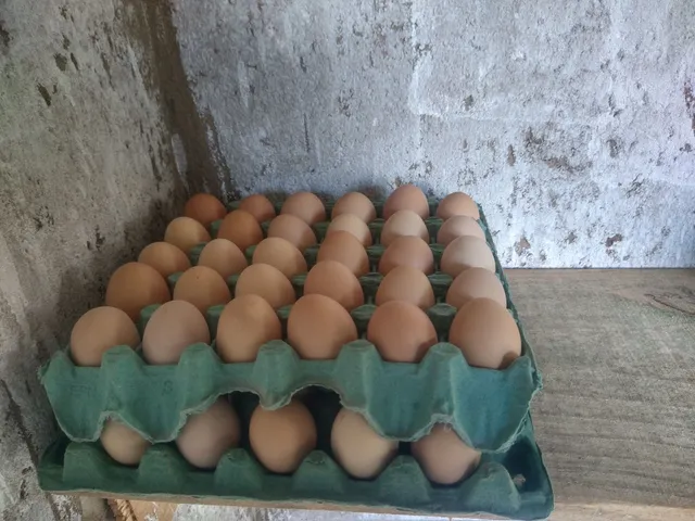 Vendo ovos caipira 