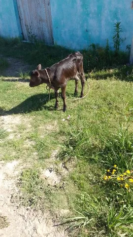 Vendo primeira cria