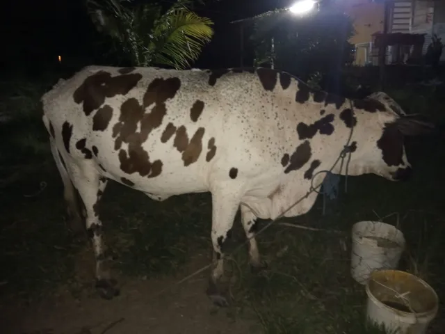 Vaca girolando 