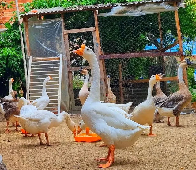 PERUS, GANSOS E OUTROS 