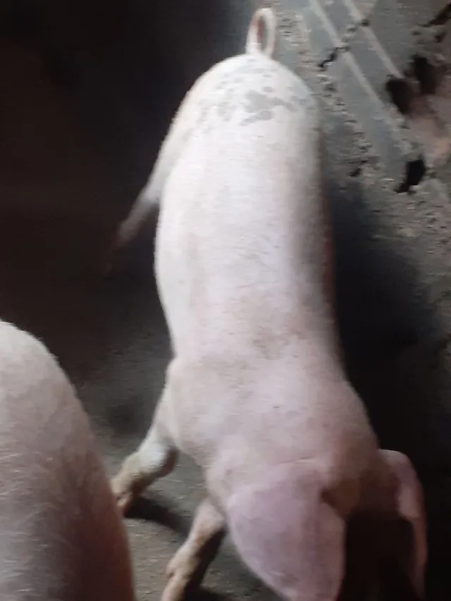 Vendo Leitão 