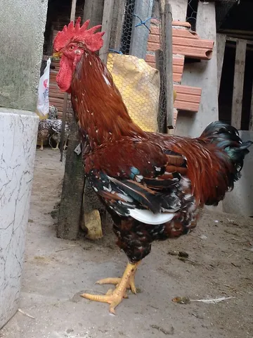 12 ovos de GSB mais 4 de brinde