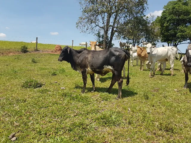 Novilha Mocha Prenha