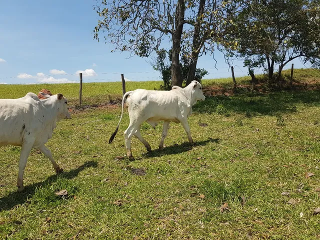 Tourinho Nelore