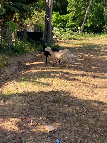 Ovelhas Dorpper e Santa Inês 