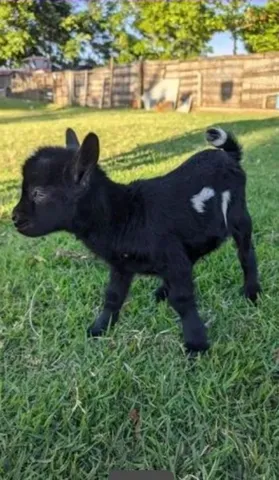 Mini cabra o verdadeiro mini