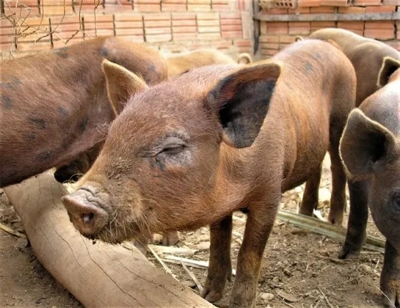 Porco de Natal