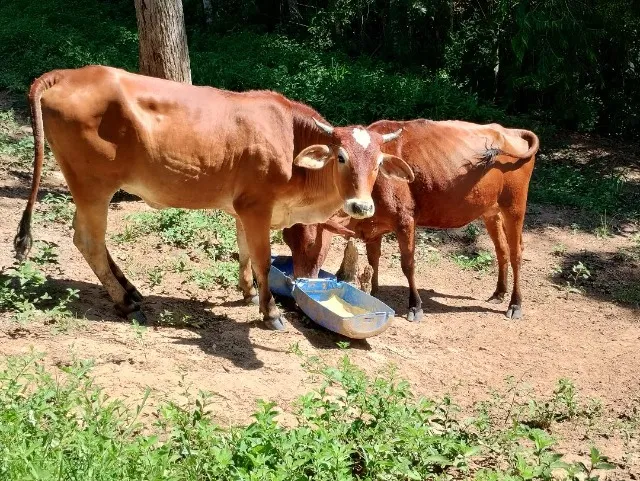 Vendo 01 Vaca parida de Bezerra + 01 Novilha