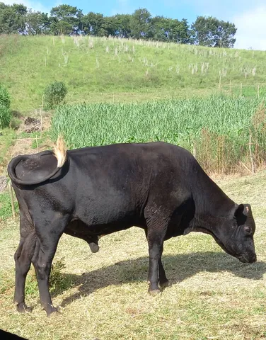 Jersolando boi pra leite. 3 anos de idade 