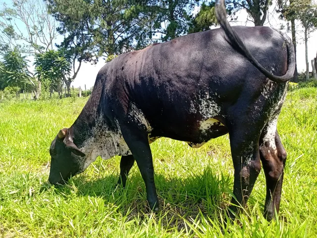 Novilha Girolanda 