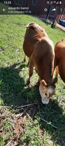 Bezerro pai pardo suíço com mãe red angus
