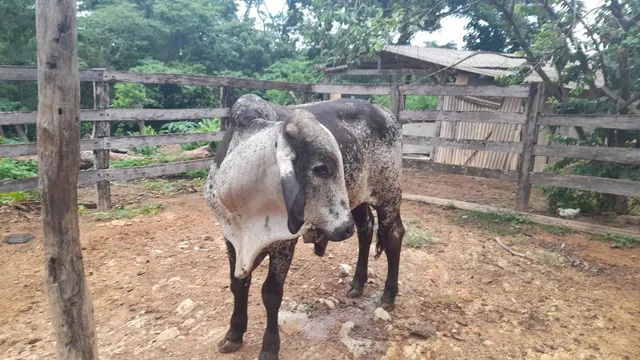 Gir leiteiro macho