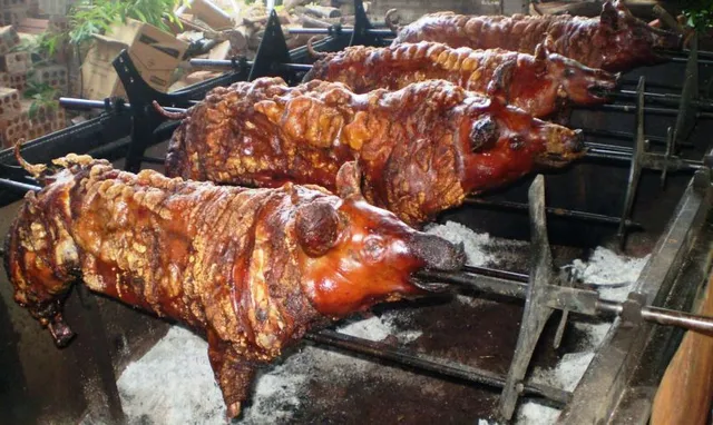 Porcos 