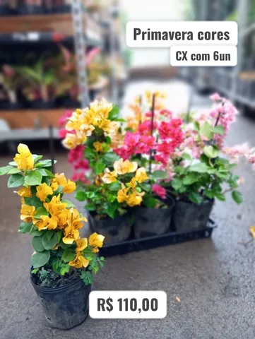 Mudas de Primavera Caixa com 6un