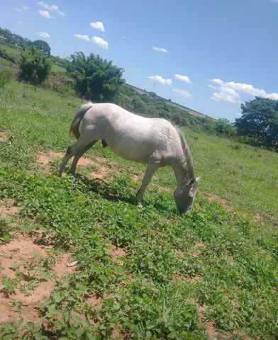 Cavalo charreteiro 