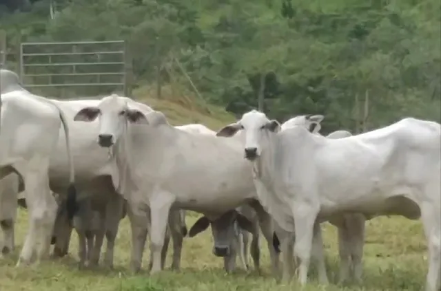 12 novilhas aneloradas/tabanel 