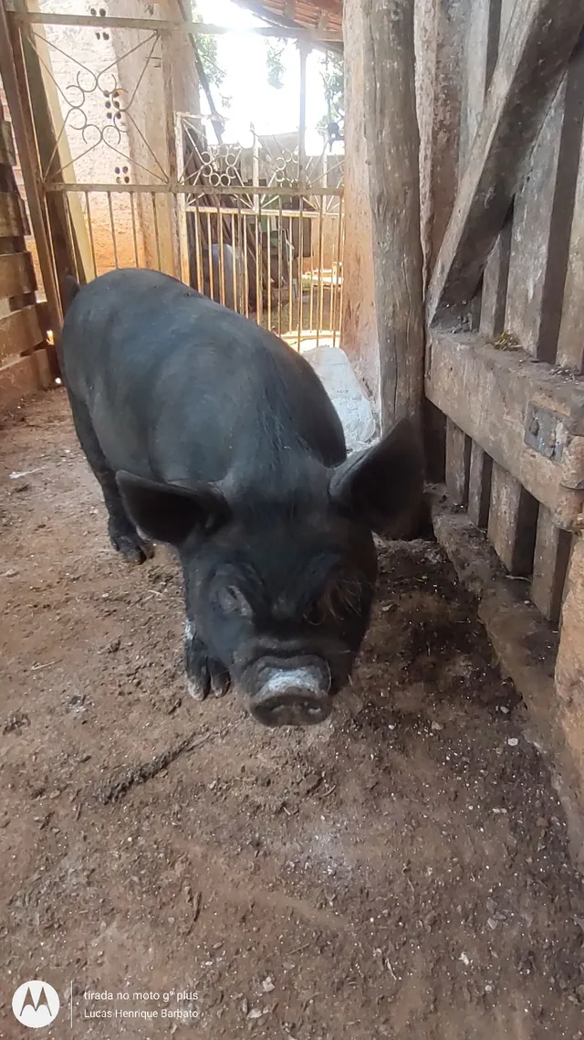 Leitoa caruncho 