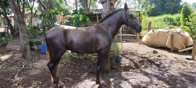 potro mangalarga marchador