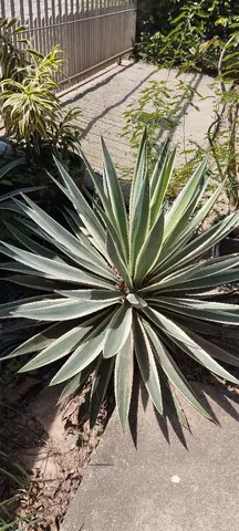 Planta Agave