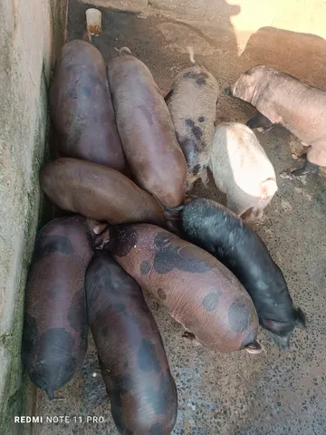 Porco caipira 
