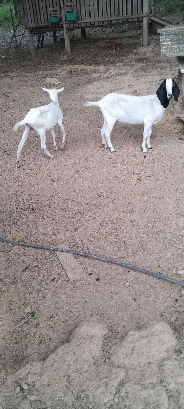 Cabras