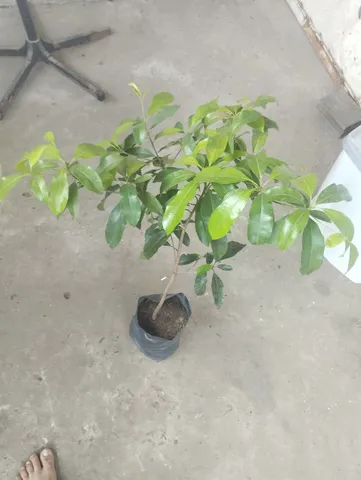 Muda de sapoti