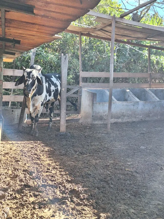 Vende-se um boi nelore pintado 10 mil
