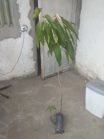 Mudas de mangueira 