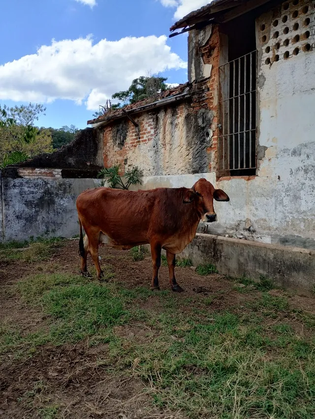 Vaca leiteira 