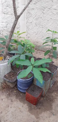 mudas de abacate fortuna com 50 cm altura R$ 15,00 cada muda