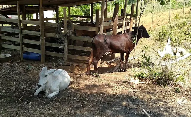 Vendo 2 Novilhas Girolando