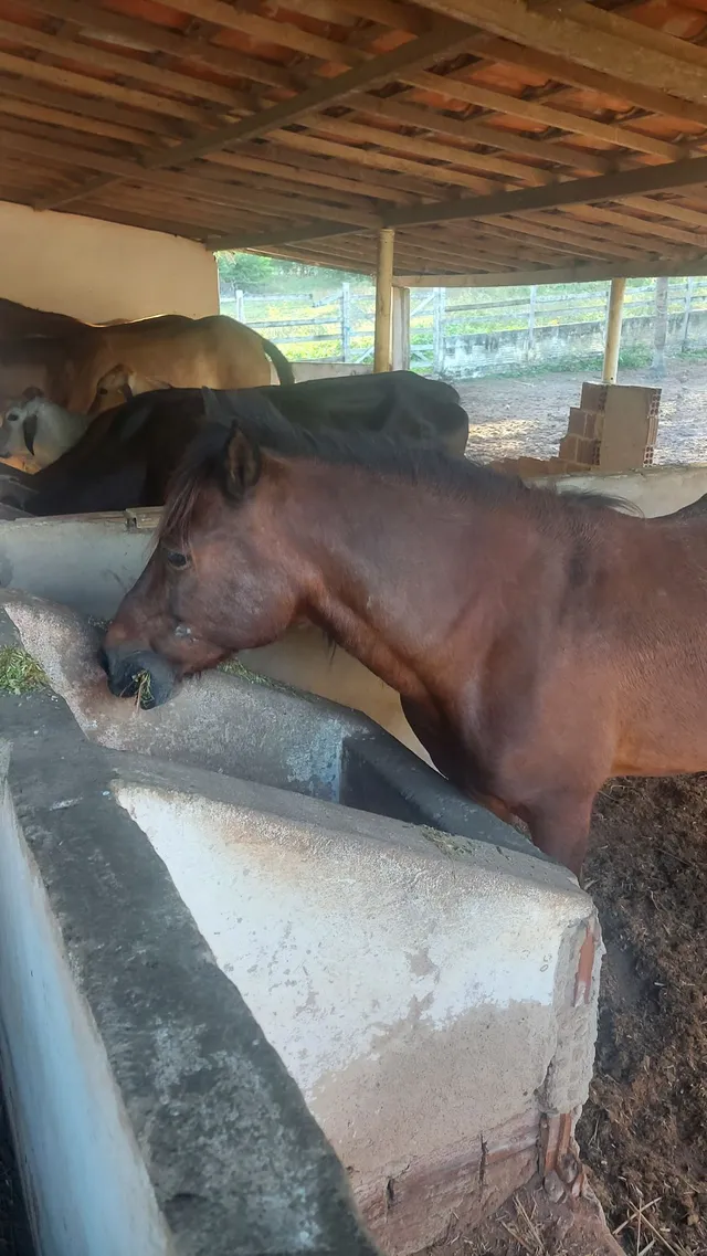Vendo ou troco pônei 