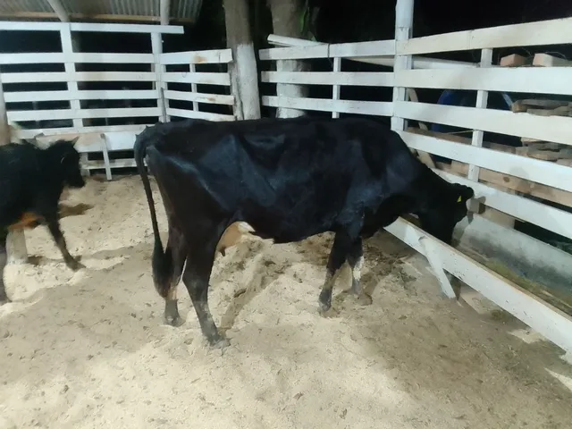 " Vendo Vaca P/ Engorda "