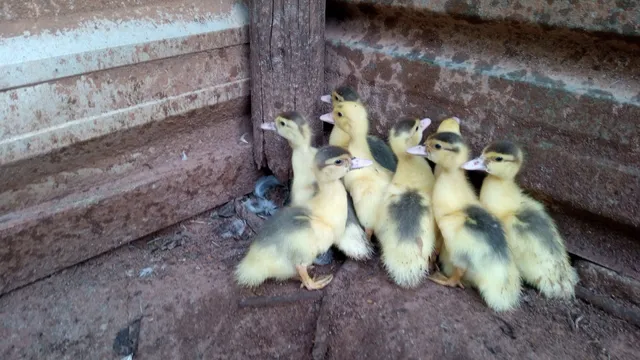 Filhote de pata 