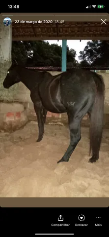Égua quarto de milha Pura 